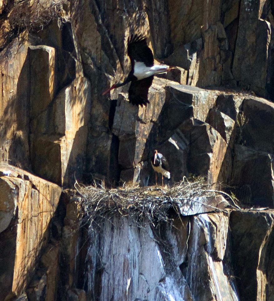 The Black stork pair